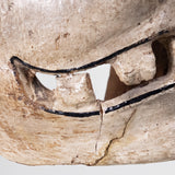 Rare Mexican Calaca / Skull Mask. Very Fine, Best in Class